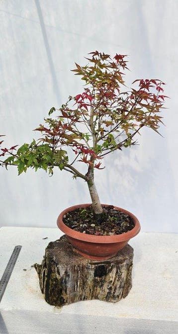 Japanese maple bonsai (Acer palmatum) - Hoogte (boom): 50 cm