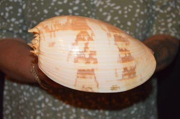 Zeeslak Zeeschelp - S-403 MELO AMPHORA (Zonder minimumprijs), Nieuw
