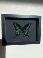 Vlinder Taxidermie volledige montage - Papilio Maacki - 18, Antiek en Kunst