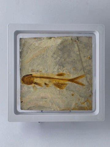 Vis - Gefossiliseerd dier - Lycoptera - 11 cm (Zonder