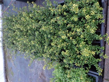 Ilex crenata Convexa P9 buxusvervanger  Japanse hulst, Tuin en Terras, Planten | Bomen, Ophalen of Verzenden, In pot, Overige soorten