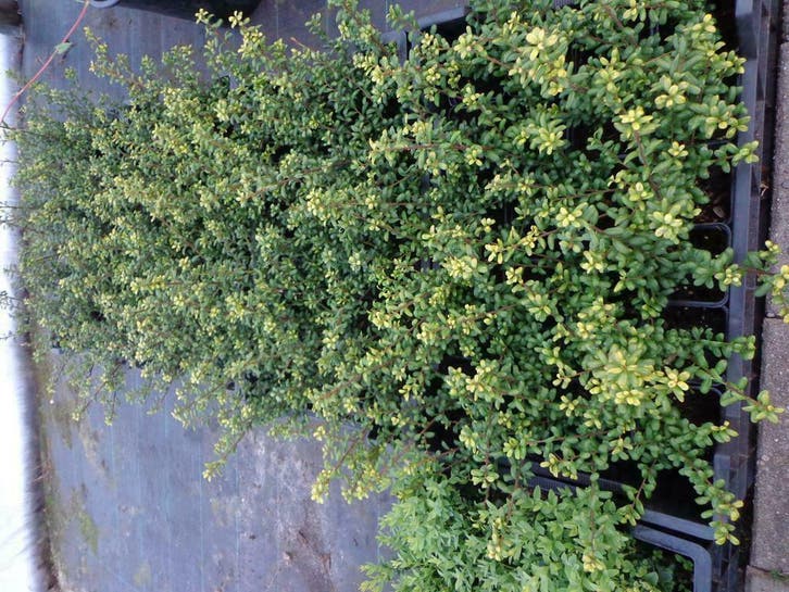 Ilex crenata Convexa P9 buxusvervanger  Japanse hulst, Tuin en Terras, Planten | Bomen, Overige soorten, In pot, Minder dan 100 cm