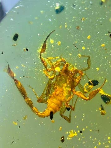 Amber - Barnsteen - Scorpion - 13.3 mm - 11 mm