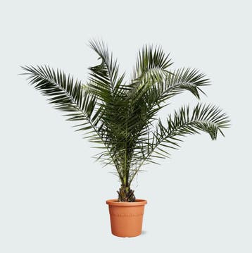 Green Bubble - Phoenix Canariensis - 230cm - Ø40 cm, Ophalen of Verzenden