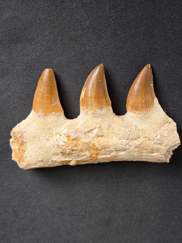 Mosasaurus - Fossiele tand - Mosasaur jaw from Morocco, Verzamelen