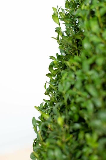 Palmboompje Buxus Sempervirens Kegel 90-100 Kluit