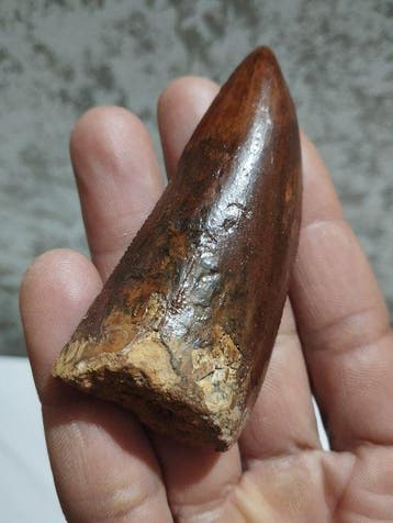 Carcharodontosaurus - Gefossiliseerd dier - 9.3 cm - 3.7 cm, Verzamelen