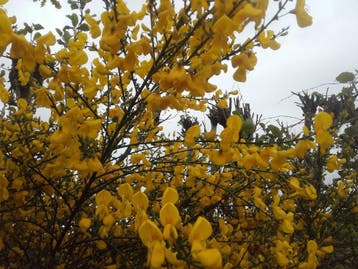 Brem Cytisus scoparius inheemse gele brem in pot, Ophalen of Verzenden, Lente, Minder dan 100 cm, Volle zon
