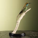 Aziatische Kleine Groene Bijeneter, Ophalen of Verzenden, Nieuw, Vogel, Opgezet dier