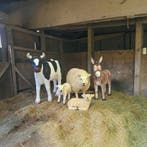 Opvallende Beelden voor Tuin, Erf, Bedrijf en Evenementen, Ophalen, Nieuw, Kunststof, Dierenbeeld