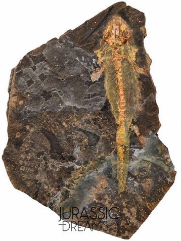 Museumwaardige zeldzame Jeholotriton paradoxus - primitieve, Verzamelen