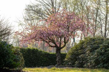 Prunus serrulata Kanzan beveerd