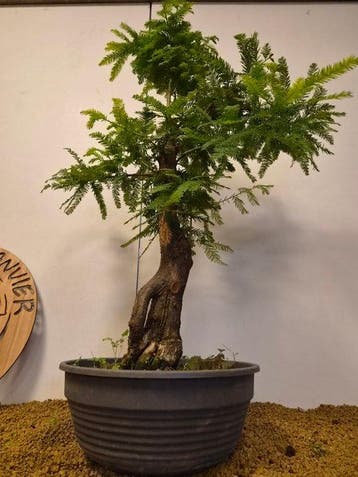 sequoia nord - Hoogte (boom): 70 cm - Diepte (boom): 52 cm -