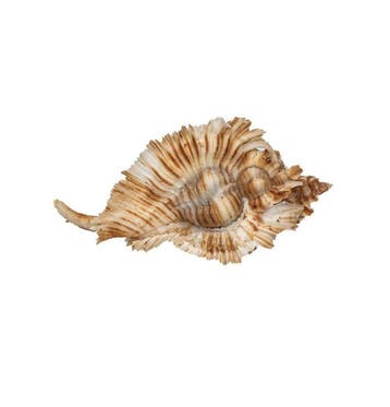 Exclusieve verzamelaarstekelslak: Chicoreus miyokoae (55 mm,