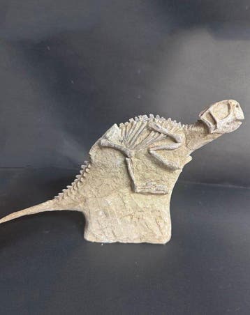 Verfijnd en compact - Fossiel bot - Psittacosaurus - 30 cm -