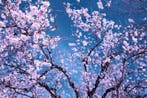 Viet Ha Tran - Sakura season