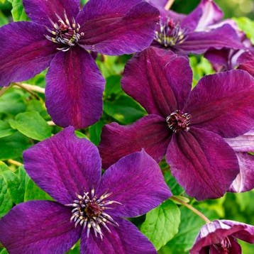 Clematis Dark Eyes container (C2) Sierplanten, Paars, Verzenden, Overige soorten, Struik