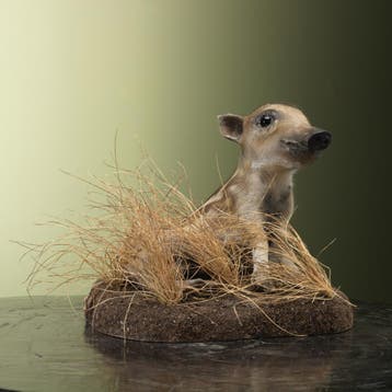Wild Zwijn Jong Frisling Taxidermie Opgezette Dieren By Max, Verzamelen, Dierenverzamelingen, Ophalen of Verzenden, Nieuw, Wild dier