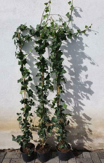 Klimop: Hedera Hibernica.