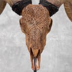 Geen veilingreserve -C- Volledig uitgehouwen bruine