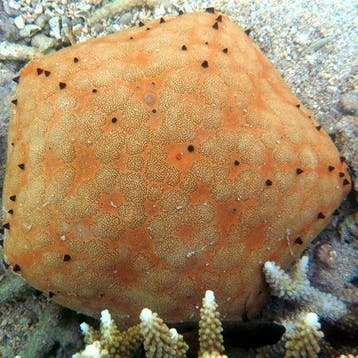 Culcita Schmideliana (vijfhoekige zeester), Ophalen of Verzenden, Nieuw