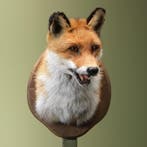 Vos Taxidermie Opgezette Dieren By Max, Verzamelen, Dierenverzamelingen, Ophalen of Verzenden, Nieuw, Wild dier, Opgezet dier