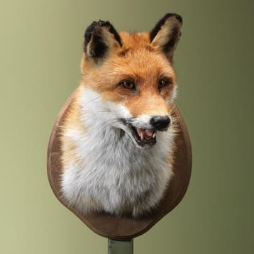 Vos Taxidermie Opgezette Dieren By Max, Verzamelen, Ophalen of Verzenden, Nieuw, Wild dier, Opgezet dier