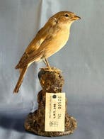 Beccafico Taxidermie volledige montage - Sylvia borin (with, Nieuw