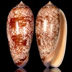 Verzamelbaar specimen - mariene schelp uit Mexico -