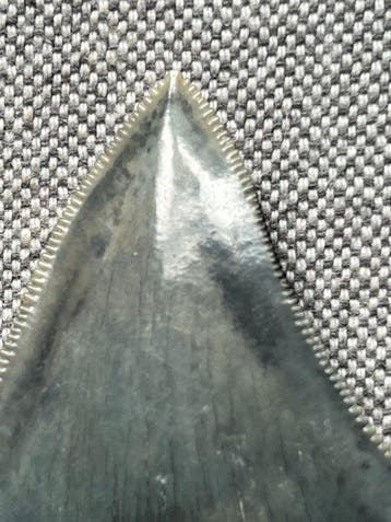 Megalodon-tand 6,5 cm - Fossiele tand - Carcharocles