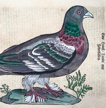 Conrad Gessner [1516-1565]; folio with woodcut -