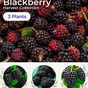 Bramen Oogst Collectie – 3 Planten, Verzenden