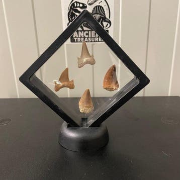 Dinosaurus Tand - Mosasaurus - 11 cm - 5 cm - 11 cm - (4), Verzamelen, Nieuw