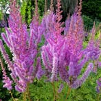 Astilbe chinensis Superba - Wortelgoed - 5 stuks, Tuin en Terras, Planten | Tuinplanten, Verzenden