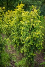 Taxus baccata Dovastonii Aurea 100-120 kluit, Ophalen, Conifeer, Struik, 100 tot 250 cm