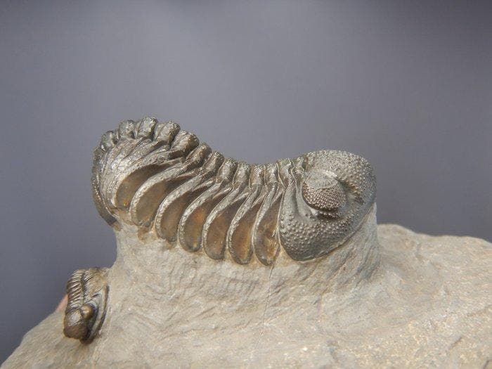 Trilobiet - Gefossiliseerd dier - Barrandeops ovatus &, Verzamelen, Mineralen en Fossielen
