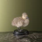 Stippeleend Kuiken Taxidermie Opgezette Dieren By Max, Ophalen of Verzenden, Nieuw, Vogel, Opgezet dier