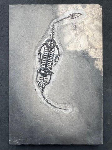 Zeereptiel - Gefossiliseerd dier - Fossile de Keichousaurus