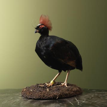 Roelroel M Taxidermie Opgezette Dieren By Max, Ophalen of Verzenden, Nieuw, Vogel, Opgezet dier
