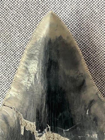 Enorme Megalodon-tand van 13,2 cm - Fossiele tand -