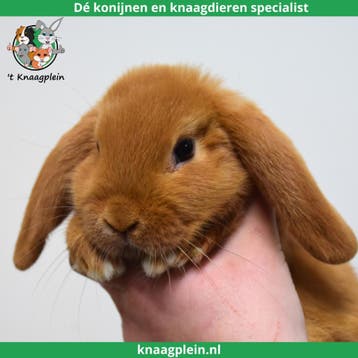 Jonge lieve dwergkonijnen te koop! Veel keus en Goed advies!, Dieren en Toebehoren, Konijnen, Meerdere dieren, Dwerg, Hangoor
