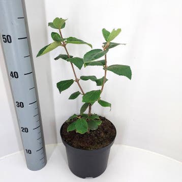 Viburnum carlcephalum | Sneeuwbal | € 10,50, Ophalen, Struik