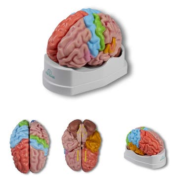Anatomie model hersenen, regionaal en functioneel, 5-del..., Nieuw