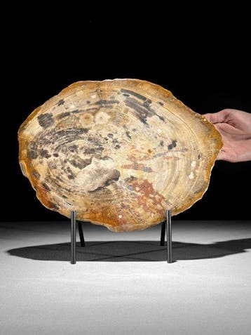 Prachtige plak versteend hout op een op maat gemaakte