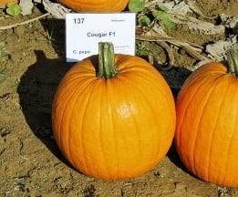 Cougar F1 PMT Halloweenpompoen 50 zaden, Ophalen of Verzenden, Nieuw