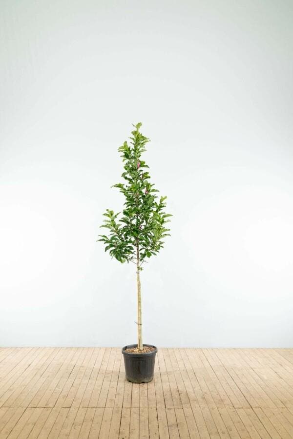 Magnolia Susan hoogstam 8/10, Tuin en Terras, Planten | Tuinplanten