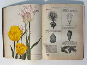 George Nicholson - The Illustrated Dictionary of Gardening -