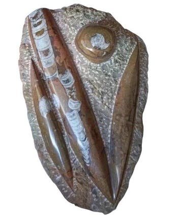 Orthoceras + 1 goniatiet / ammoniet - - Gefossiliseerd dier