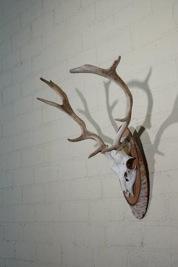Fallow Buck Trophy Schedel - Dama dama----NO, Nieuw