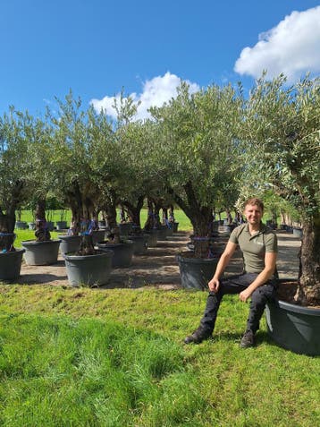 Olea Europaea, olijfboom, olijfbomen 25% afhaalkorting, Ophalen, Volle zon, Olijfboom